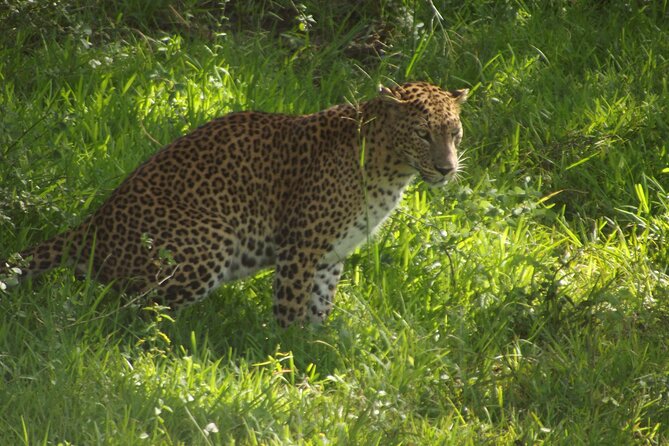 Yala National Park Special Leopard Safari Tour - Pickup from Tissamaharama or the Yala area