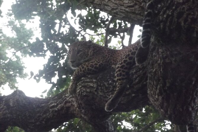 Yala National Park Special Leopard Safari Tour - Who will get the most from this safari