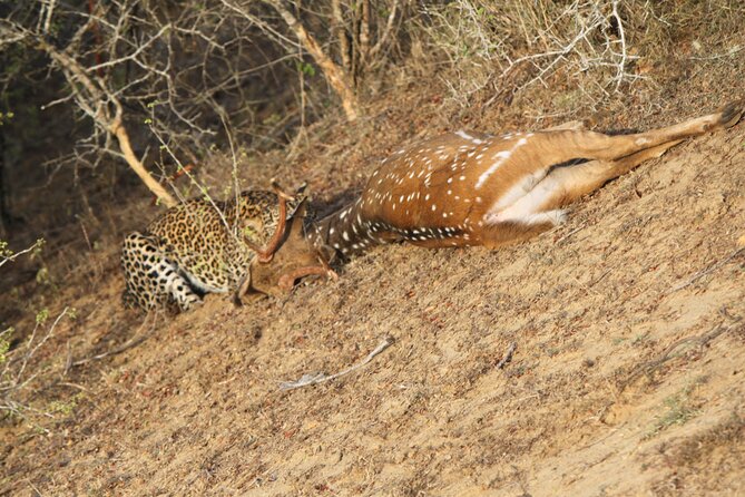 Yala National Park Special Leopard Safari Tour - Inside the safari jeep