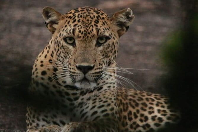 Yala National Park Tour From Hambantota Port - From Hambantota Port to Yala’s wild side