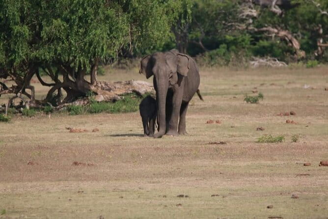 Yala National Park Tour From Hambantota Port - Searching for leopards in Yala National Park