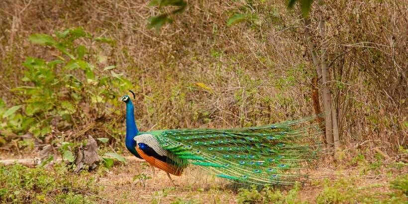 Yala National Park Wildlife safari from Mirissa - Key points to know before booking