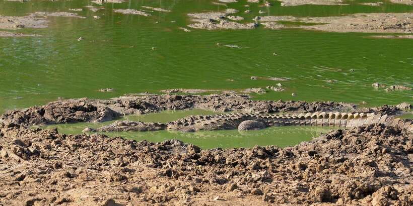 Yala National Park Wildlife safari from Mirissa - My verdict: book it for convenience, not certainty