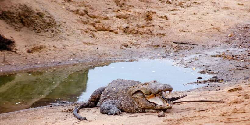 Yala National Park Wildlife safari from Mirissa - Rain, heat, and the reality of animal watching