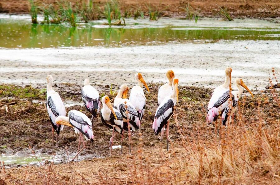 Yala National Park Wildlife safari from Mirissa - Is $120 good value?