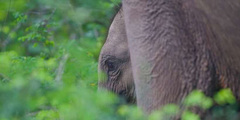 Yala National Park Wildlife safari from Mirissa - Who will enjoy this safari most?