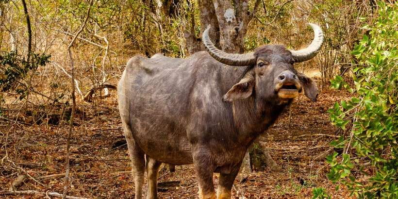 Yala National Park Wildlife safari from Mirissa - What to pack for a better park day