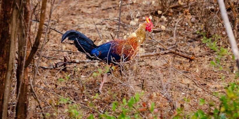 Yala National Park Wildlife safari from Mirissa - Booking, cancellation, and small print
