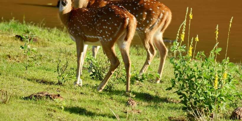 Yala National Park Wildlife safari from Mirissa - What the three-hour Yala drive can offer