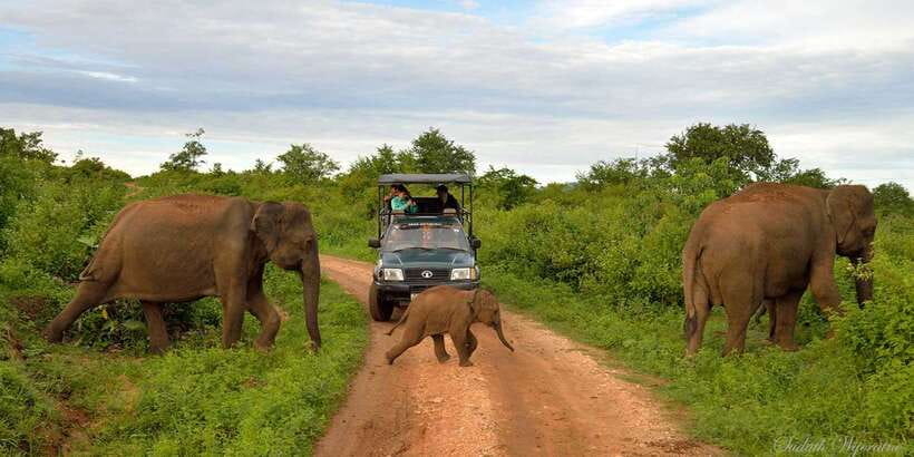 Yala: Private Safari Day Trip with Lunch & Entry Fees - Key points at a glance