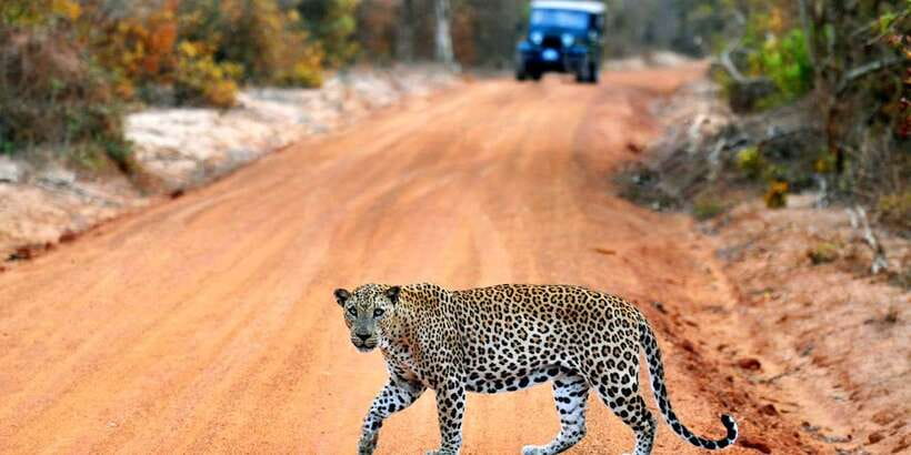 Yala: Private Safari Day Trip with Lunch & Entry Fees - Why Yala works best as a full-day wildlife outing