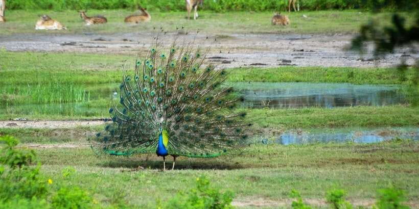 Yala: Private Safari Day Trip with Lunch & Entry Fees - Lunch at a local restaurant