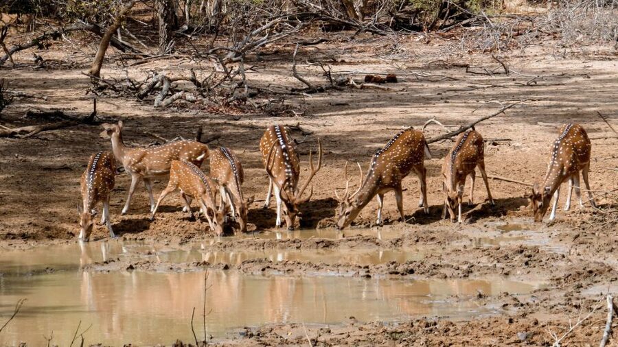 Yala: Private Safari Day Trip with Lunch & Entry Fees - Is $110 a fair price?