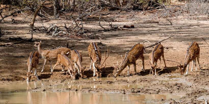 Yala: Private Safari Day Trip with Lunch & Entry Fees - Who should book this Yala trip?