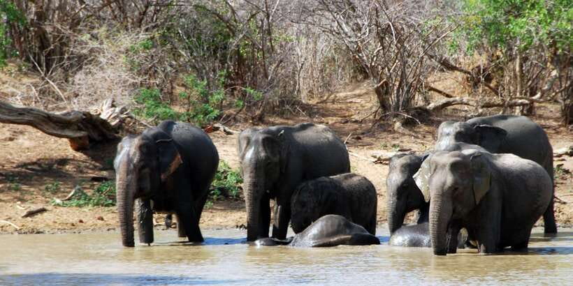 Yala: Private Safari Day Trip with Lunch & Entry Fees - Choosing between the early morning and afternoon safari