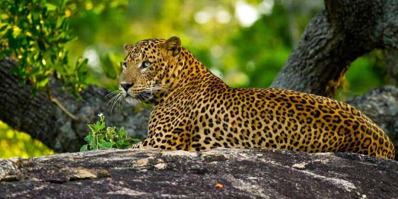 Yala Private Safari: Half-Day or Full-Day with Picnic Lunch - Key points to know before booking