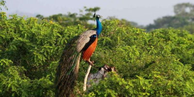 Yala Private Safari: Half-Day or Full-Day with Picnic Lunch