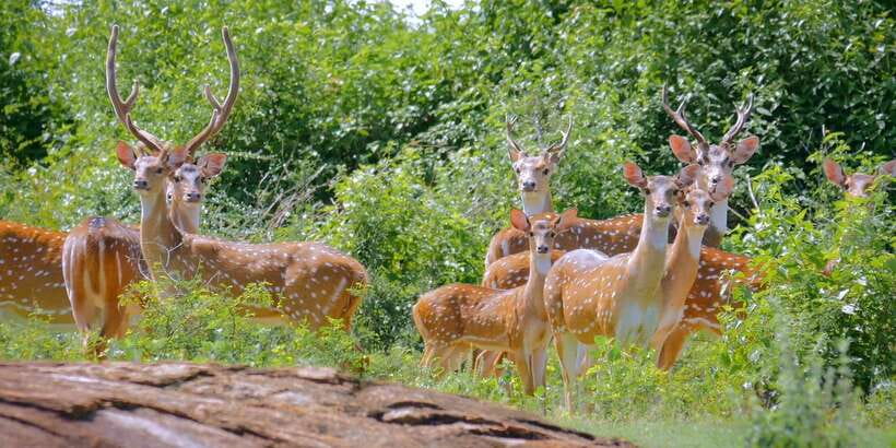 Yala Private Safari: Half-Day or Full-Day with Picnic Lunch - Choosing the full-day drive and picnic lunch