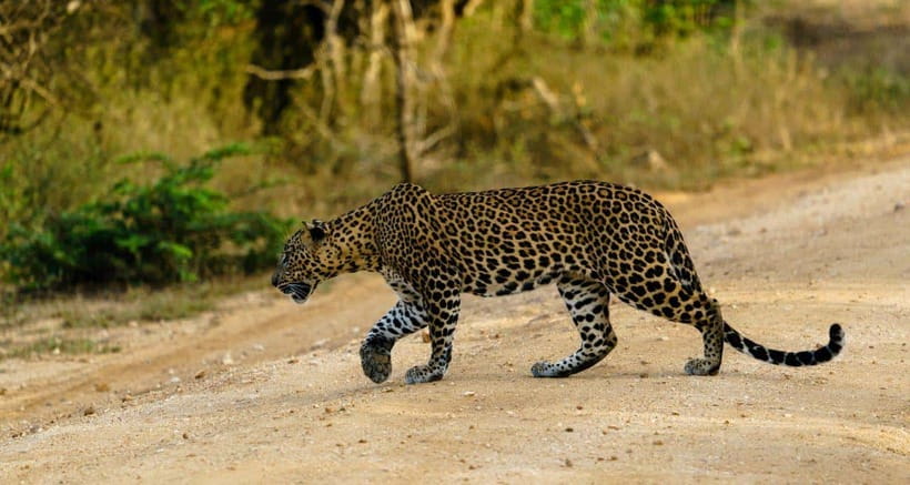 Yala Safari : 7 hour & 12 hour Tours - Key points to know before booking