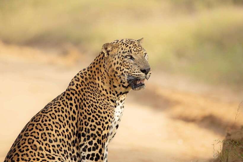 Yala Safari : 7 hour & 12 hour Tours - Jeep comfort and the reality of safari roads