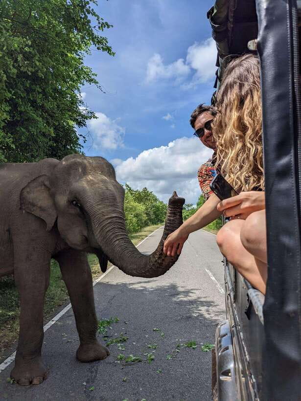 Yala Safari : 7 hour & 12 hour Tours - Meals, water, and what to pack