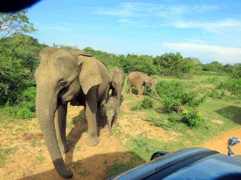 Yala Safari : 7 hour & 12 hour Tours - The guide can turn a drive into a safari