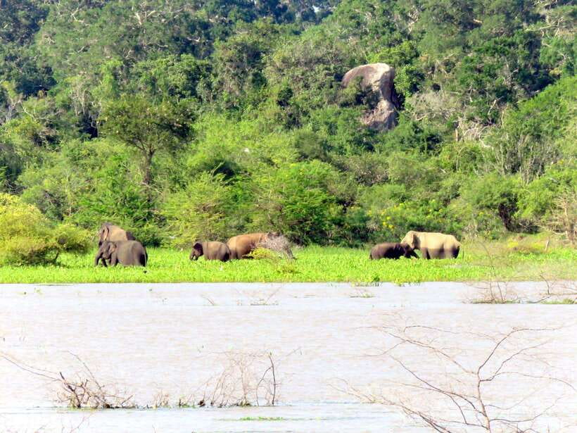 Yala Safari : 7 hour & 12 hour Tours - Is $19 good value?
