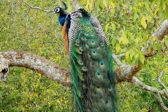 Yala Safari by Yala Safari Wonders - More than leopards: birds and the wider animal search