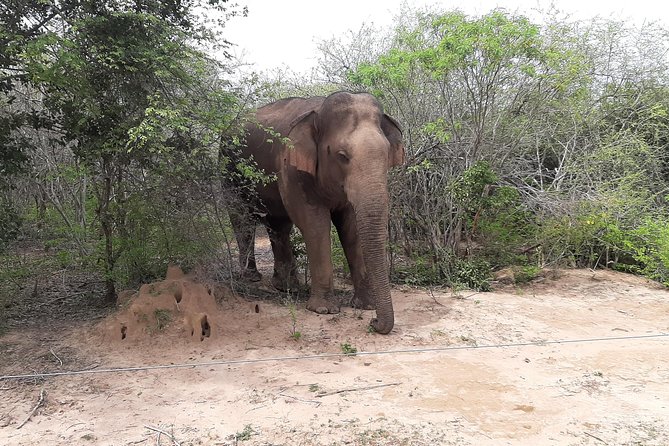 Yala Safari by Yala Safari Wonders - Is $48 good value?