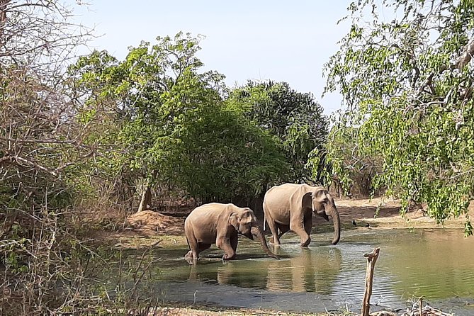 Yala Safari by Yala Safari Wonders - The guides are the heart of the experience