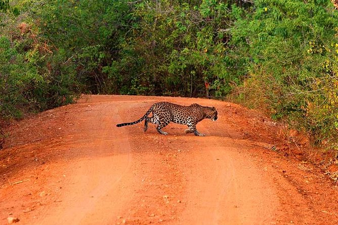 Yala Safari Day Trip from Bentota/ Kalutara/ Ahungalla/ Hikkaduwa - Key points before you book