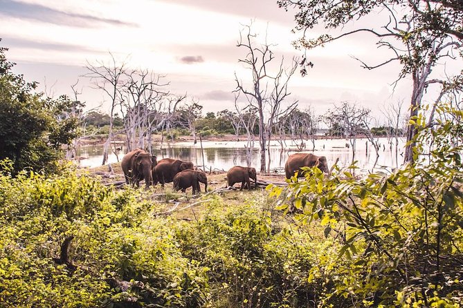 Yala Safari Day Trip from Bentota/ Kalutara/ Ahungalla/ Hikkaduwa - Lunch, coffee, and the rhythm of the day