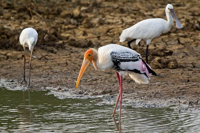 Yala Safari Day Trip from Bentota/ Kalutara/ Ahungalla/ Hikkaduwa - Is $200 a fair price?