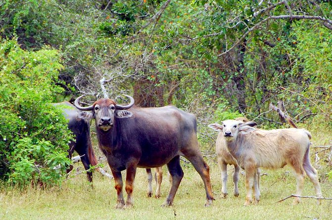 Yala Safari Day Trip from Bentota/ Kalutara/ Ahungalla/ Hikkaduwa - Practical details that affect your decision