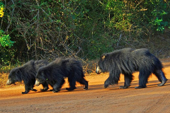 Yala Safari Day Trip from Bentota/ Kalutara/ Ahungalla/ Hikkaduwa - What the private vehicle adds