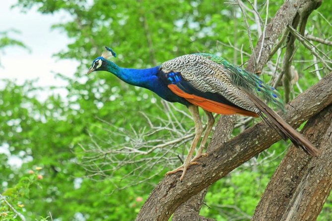 Yala Safari Drive From Galle, Weligama, Mirissa & Dickwella - The 5 AM start from Sri Lanka’s south coast