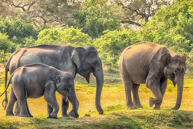 Yala Safari Drive From Galle, Weligama, Mirissa & Dickwella - What you see inside Yala National Park