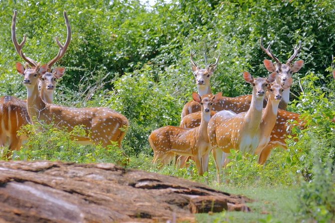 Yala Safari Drive From Galle, Weligama, Mirissa & Dickwella - The $80 price and the extra park fee