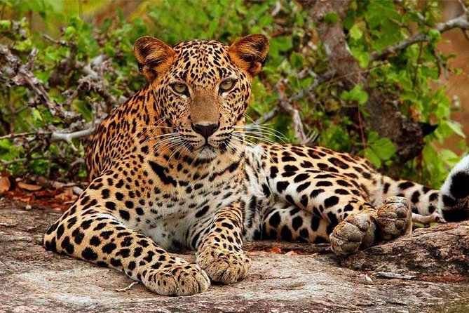 Yala Safari Drive From Galle, Weligama, Mirissa & Dickwella - Who should book this Yala safari?