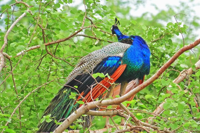 Yala Safari Drive From Galle, Weligama, Mirissa & Dickwella - Breakfast, water, and the long hours