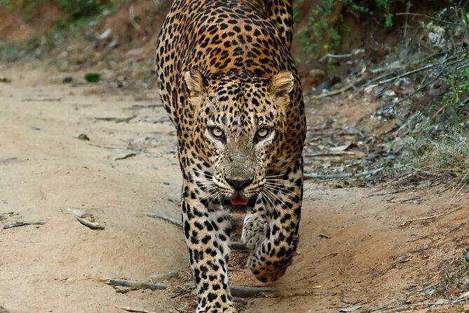 Yala Safari Half Day Tour - Key points before you book