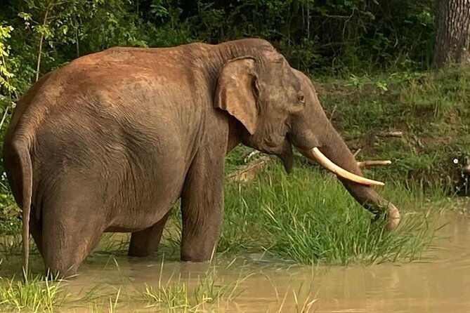 Yala Safari Half Day Tour - Why Yala’s leopards make this safari special