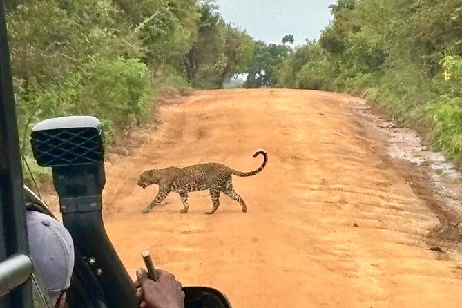 Yala Safari Half Day Tour - Guides who can make or break the outing