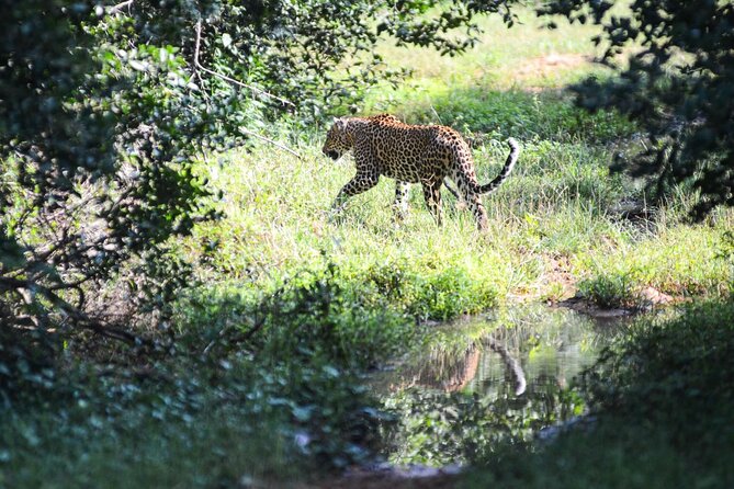 Yala Safari Half Day Tour - What the animal sightings may really be like