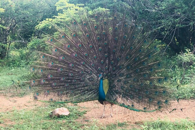 Yala Safari Half Day Tour - Who should choose this Yala safari