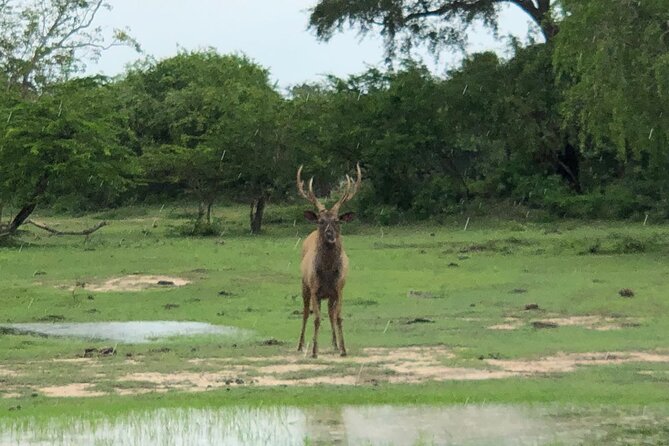 Yala Safari Half Day Tour - Choosing between the 5:00 AM and 2:00 PM drives