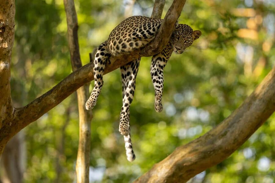 Yala Safari: High-Luxury PRIVATE Tours with Entry Tickets - Pickup from Tissamaharama and nearby towns