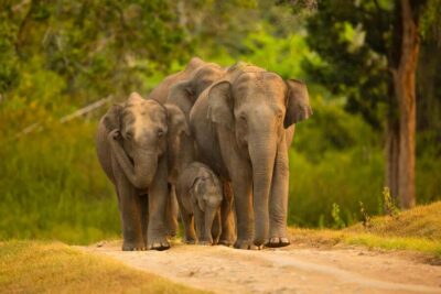 Yala Safari: High-Luxury PRIVATE Tours with Entry Tickets