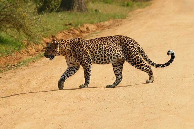 Yala Safari Private Day Tour From Kaluthara/Beruwala/Bentota/Kosgoda/Ahungalla - Why Yala Makes a Long Day Worthwhile
