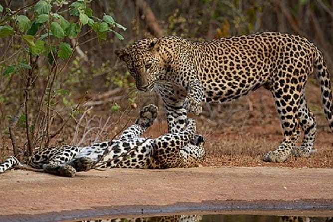 Yala Safari Private Day Tour From Kaluthara/Beruwala/Bentota/Kosgoda/Ahungalla - Choosing Between the 4:00 am and 8:30 am Starts
